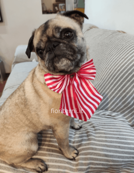 Omaggio da concordare a telefono al 3490651972