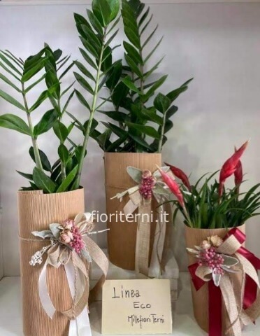 piante linea-eco