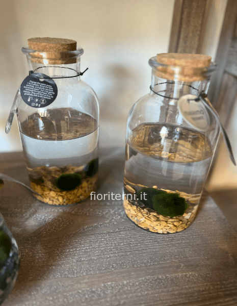 marimo