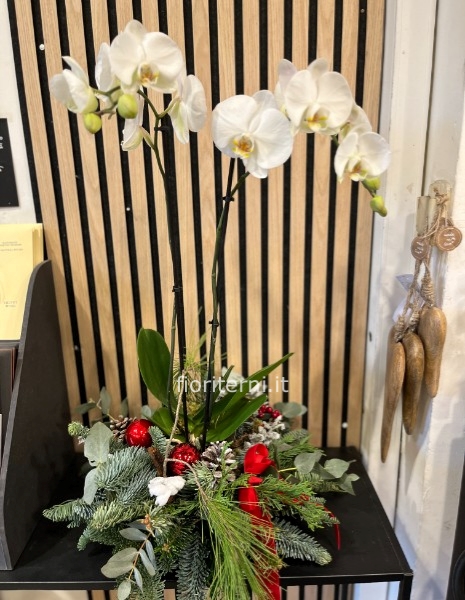 piante in composizione